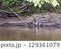 Beautiful Raccoon hunting for food along the river 129361079