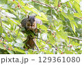 Portrait of North American squirrel 129361080