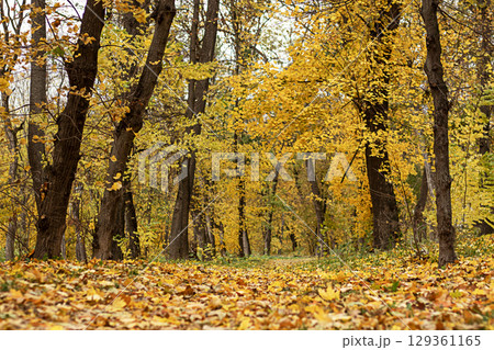 Beautiful autumn forest with colorful yellow leaves and a tranquil atmosphere 129361165