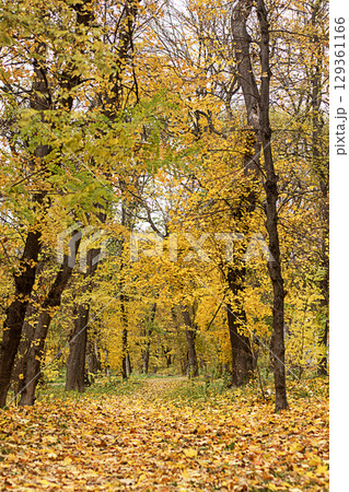 Path through a serene forest with vibrant autumn trees in bright colors 129361166