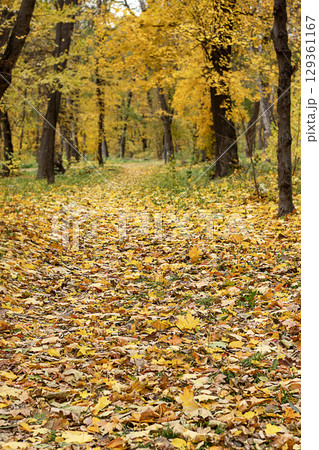 Autumn forest footpath with yellow leaves covering the ground and trees 129361167