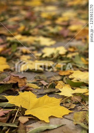 Autumn leaves scattered on a path showcasing seasonal change and natural beauty Autumn leaves scattered on a path showcasing seasonal change and natural beauty 129361170