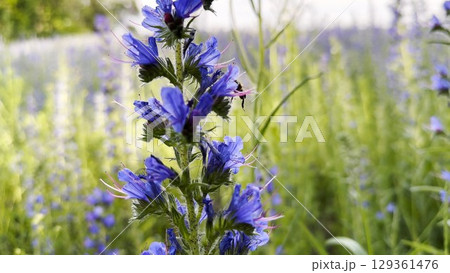 Honey bee pollinating spring blossom. Flying bee gathering pollen on purple flower at summer field. Bumble collecting nectar from wildflower at meadow. Hard work of little insect. Close up 129361476