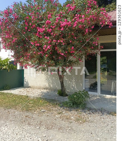 Pink oleander flowers in full bloom with a vibrant mood, representing summer and gardening, against a building and gravel path background 129361623