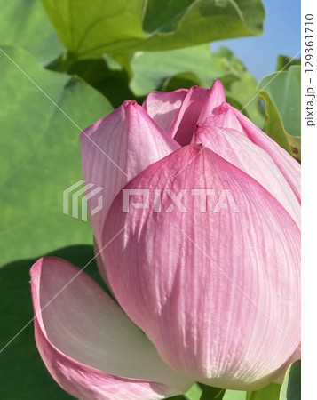 開花する蓮の花クローズアップ 129361710