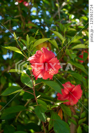沖縄 下地島空港 ハイビスカス 沖縄 下地島空港 ハイビスカス 129361714