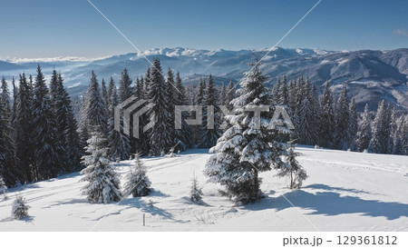 Aerial view revealing a pristine snow-covered slope adorned with majestic fir trees, opening to a breathtaking winter mountain panorama under a clear blue sky. Winter wild nature travel background Aerial view revealing a pristine snow-covered slope adorned with majestic fir trees, opening to a breathtaking winter mountain panorama under a clear blue sky. Winter wild nature travel background 129361812