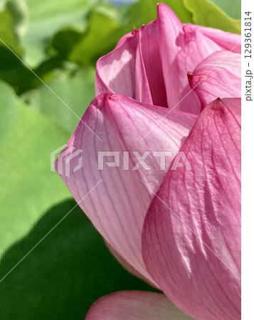 開花する蓮の花クローズアップ2 開花する蓮の花クローズアップ2 129361814