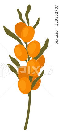 Autumn branch with green leaves and yellow berries. Sea buckthorn branch 129362707