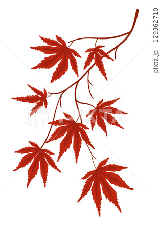 Maple tree branch with red autumn leaves on white background Maple tree branch with red autumn leaves on white background 129362710