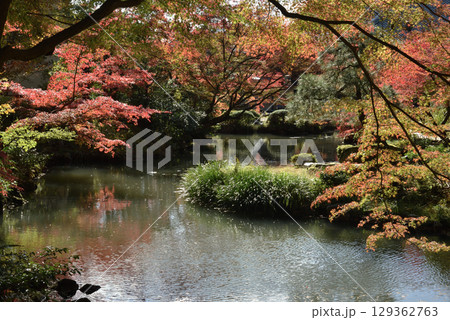 秋の金戒光明寺 方丈北庭 鎧之池とモミジ(京都市左京区) 秋の金戒光明寺 方丈北庭 鎧之池とモミジ(京都市左京区) 129362763