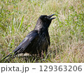 A black Raven Sitting in the Grass with Open Beak 129363206