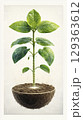 Vibrant green seedling growing in soil sphere, symbolizing life 129363612