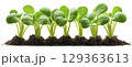 Vibrant green seedlings emerging from dark soil, showcasing growth 129363613