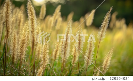 Stunning Panoramic Countryside Landscape With Blooming Wild High Grass In Sunlit Summer 129364024