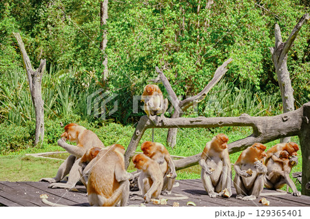 Proboscis Monkey in Borneo rainforest Sandakan Malaysia. Long-nosed monkey. It is endemic to Borneo. Proboscis Monkey in Borneo rainforest Sandakan Malaysia. Long-nosed monkey. It is endemic to Borneo. 129365401