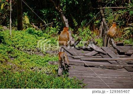 Proboscis Monkey in Borneo rainforest Sandakan Malaysia. Long-nosed monkey. It is endemic to Borneo. Proboscis Monkey in Borneo rainforest Sandakan Malaysia. Long-nosed monkey. It is endemic to Borneo. 129365407