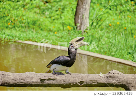 Rhinoceros bird in the jungles of Borneo island Malaysia 129365419