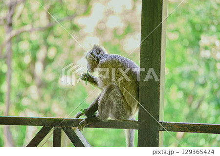 Trachypithecus cristatus in the jungles of Borneo island Malaysia 129365424