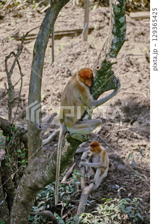 Proboscis Monkey in Borneo rainforest Sandakan Malaysia. Long-nosed monkey. It is endemic to Borneo. 129365425