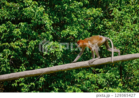 Proboscis Monkey in Borneo rainforest Sandakan Malaysia. Long-nosed monkey. It is endemic to Borneo. 129365427