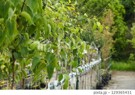 Lush green birch trees in pots for sale. Landscaping, gardening, or ornamental purposes. Evergreen plants in cultivated garden. Close up. 129365431