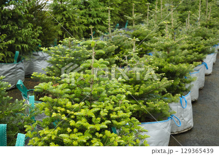 Dense big spruce trees in nursery with lush foliage in special pot for plant for sale. Outdoors. Gardening. Small business. 129365439
