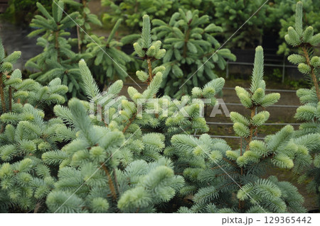 Dense blue spruce trees in nursery with lush foliage for sale. Evergreen plants in cultivated garden setting. Close up. Outdoors. Gardening. Dense blue spruce trees in nursery with lush foliage for sale. Evergreen plants in cultivated garden setting. Close up. Outdoors. Gardening. 129365442