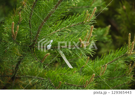 Evergreen tree farm. Prickly spruce. Spruce coniferous trees sold in garden center. Picea pungens glauca. Space for text on label. Evergreen tree farm. Prickly spruce. Spruce coniferous trees sold in garden center. Picea pungens glauca. Space for text on label. 129365443