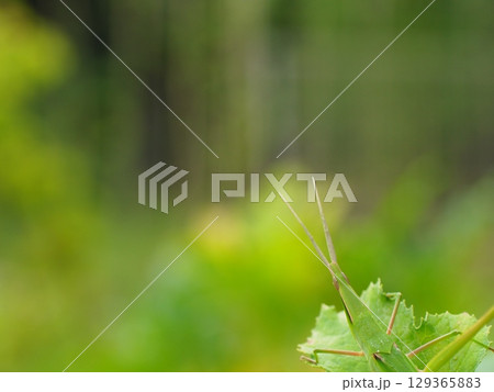 葉の上のショウリョウバッタ5 129365883