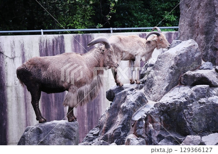 動物園のヤギ 129366127