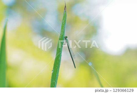 草に止まるイトトンボ 129366129