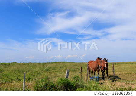 霧多布の馬 霧多布の馬 129366357