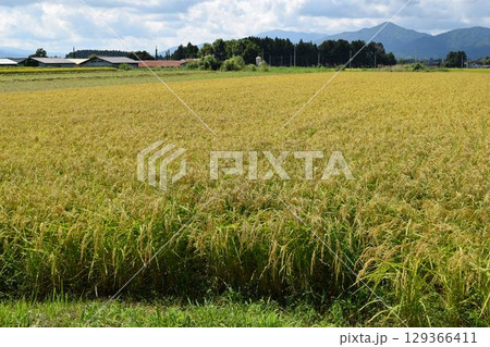 稔り始めた稲穂 山形庄内米 129366411