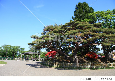 函館公園の風景_函館公園 129366528
