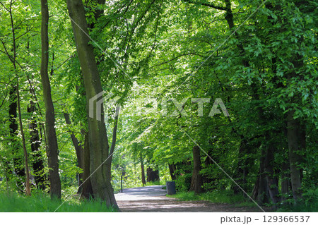Park Alley with Green Plantings Park Alley with Green Plantings 129366537