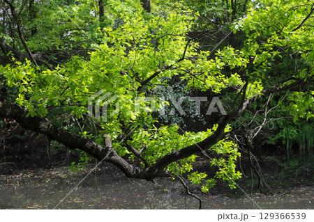 Picturesque Tree Branches Arching Over Mirror Like Lake Picturesque Tree Branches Arching Over Mirror Like Lake 129366539