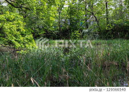 River View Through Reeds lakeside bulrushes 129366540