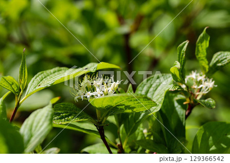 Colorful Spring Nature Scene with Flowers in Bloom Colorful Spring Nature Scene with Flowers in Bloom 129366542