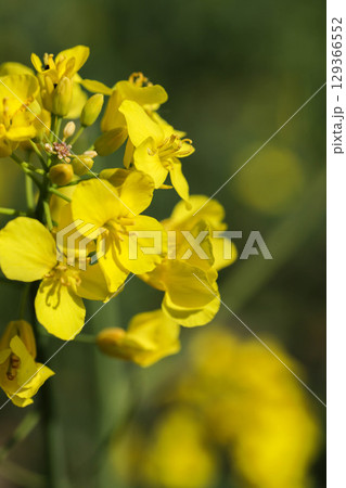 Colorful Spring Nature Scene with Flowers in Bloom 129366552