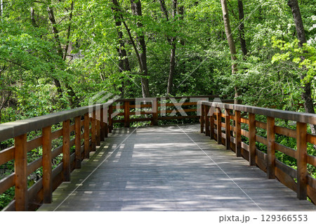 Wooden Pathway Through Green Park Wooden Pathway Through Green Park 129366553