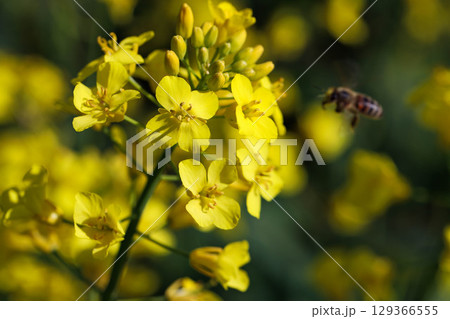 Colorful Spring Nature Scene with Flowers in Bloom Colorful Spring Nature Scene with Flowers in Bloom 129366555