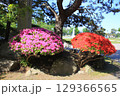 函館公園のつつじ風景_函館公園 129366565
