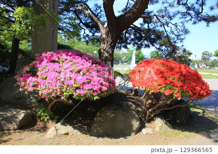 函館公園のつつじ風景_函館公園 129366565