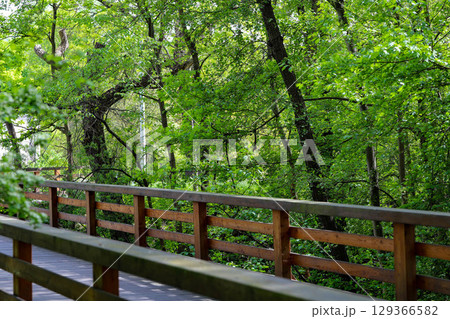 Wooden Pathway Through Green Park 129366582
