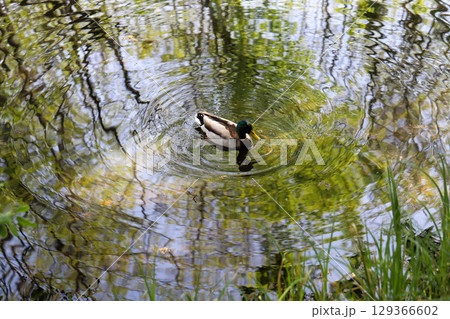 Wild Ducks Swimming in Peaceful Pond 129366602