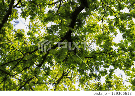 Tree Branches Against Blue Sky Tree Branches Against Blue Sky 129366618