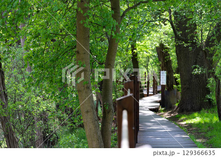 Wooden Pathway Through Green Park 129366635