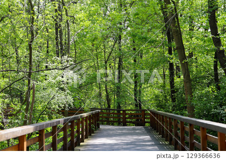 Wooden Pathway Through Green Park 129366636