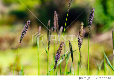 Colorful Spring Nature Scene with Flowers in Bloom 129366638